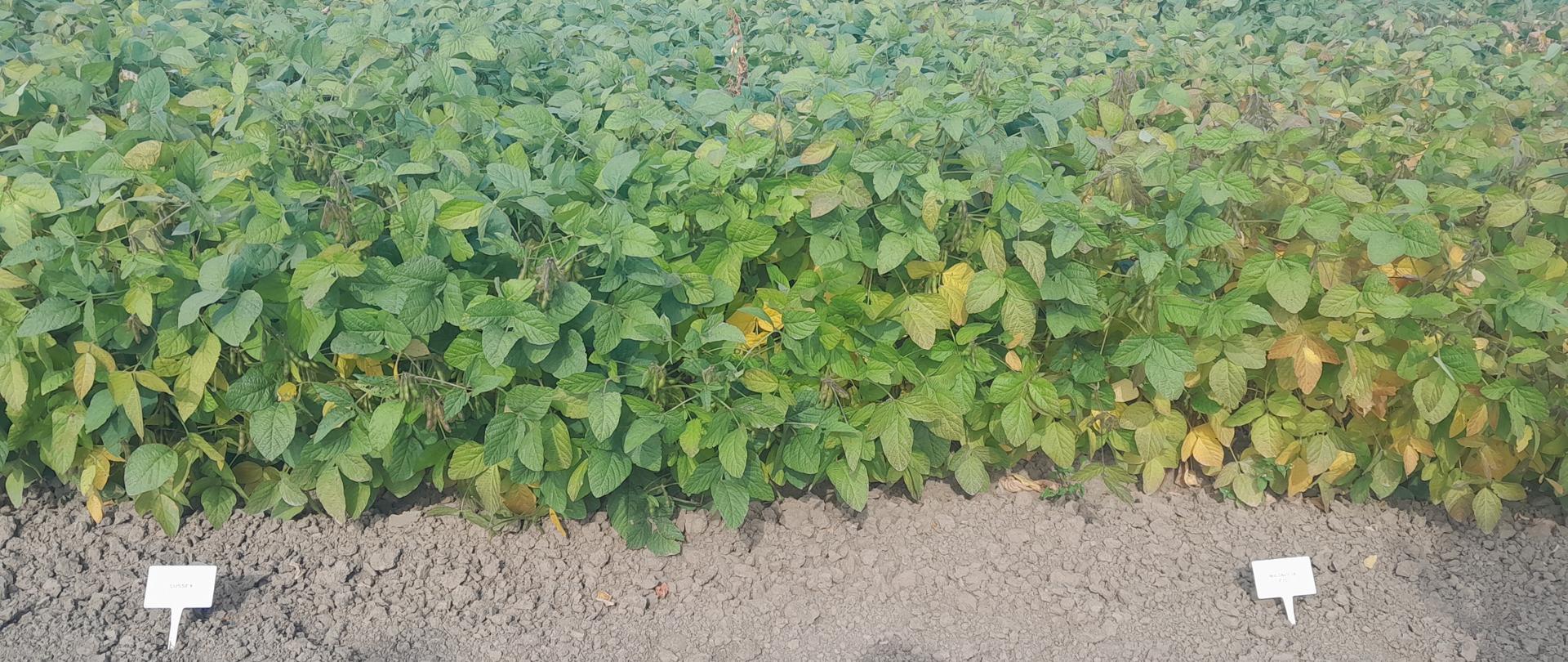 Rośliny soi w przybliżeniu na poletku doświadczalnym. Z przodku pasek ziemi z wbitymi białymi tabliczkami z oznaczeniem odmiany.