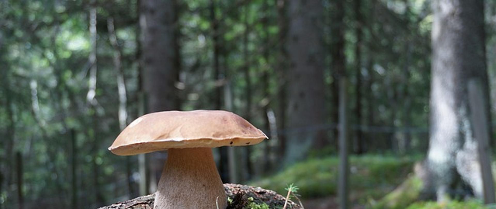 grzyb borowik szlachetny na tle lasu