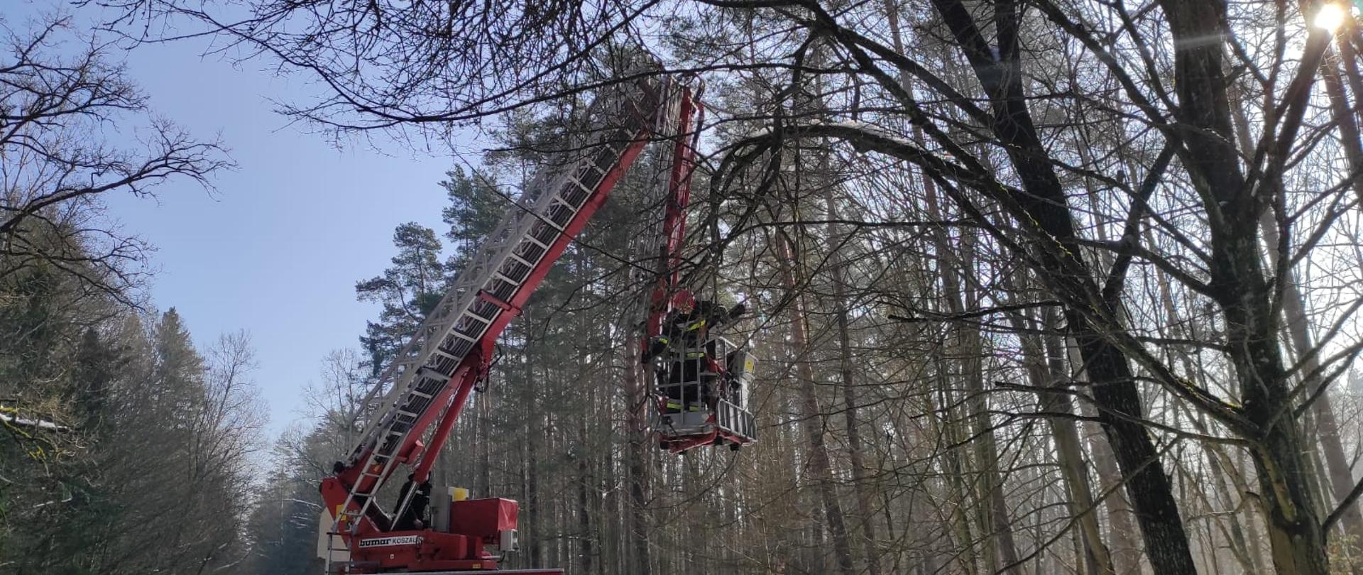 Na zdjęciu widoczny podnośnik hydrauliczny rozstawiony na drodze wojewódzkiej nr 689 do Białowieży. w koszu pracujący ratownicy psp usuwający zwisający konar nad jezdnią