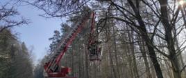 Na zdjęciu widoczny podnośnik hydrauliczny rozstawiony na drodze wojewódzkiej nr 689 do Białowieży. w koszu pracujący ratownicy psp usuwający zwisający konar nad jezdnią