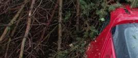 Na zdjęciu widoczne powalone drzewo iglaste na samochód osobowy koloru czerwonego.