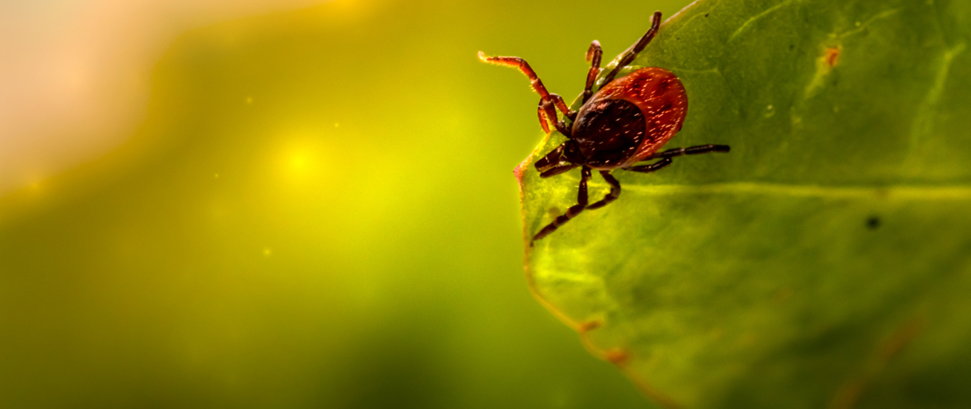Zdjęcie przedstawia kleszcza siedzącego na liściu.