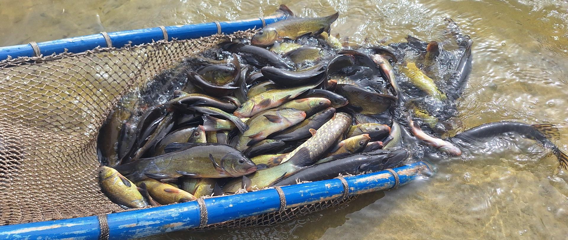 Materiał zarybieniowy (karaś pospolity, lin i szczupak) wprowadzane do wód obwodów rybackich.