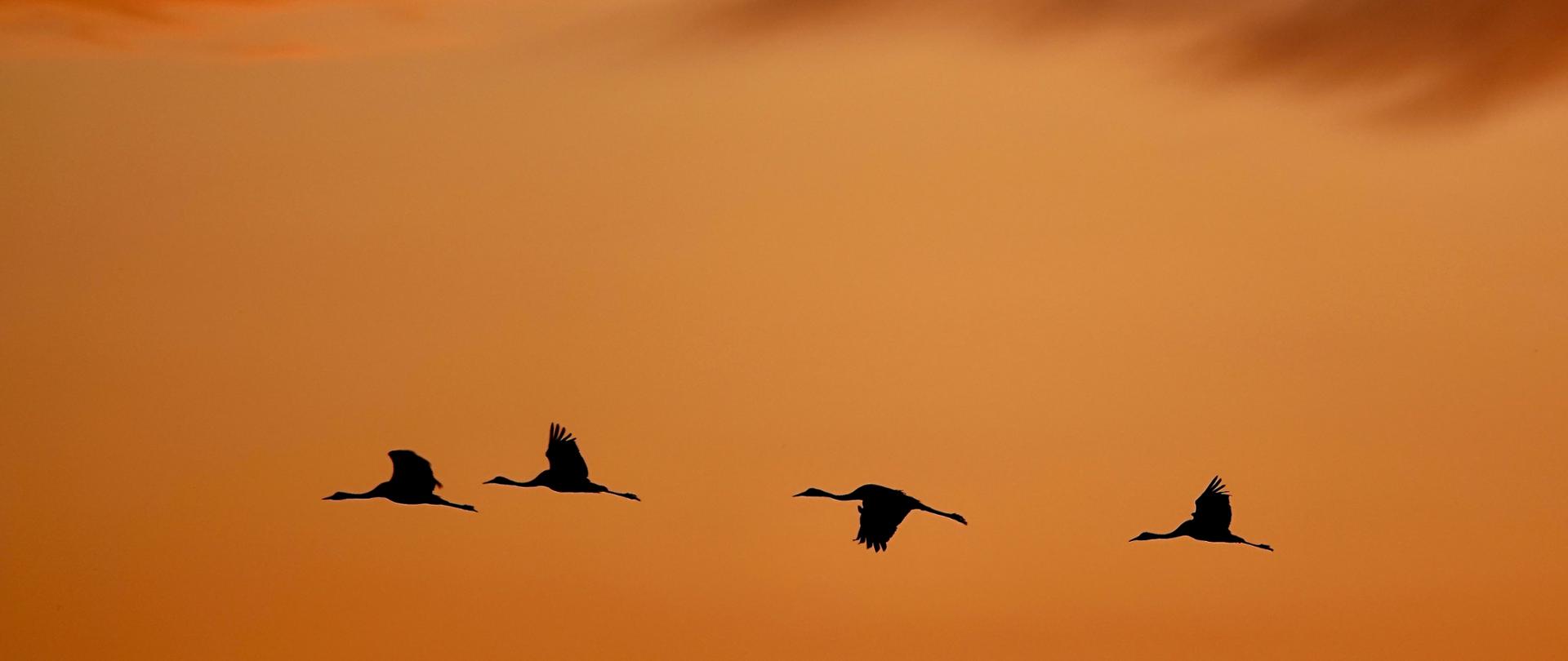 Żurawie w locie fot. Błażej Felczak