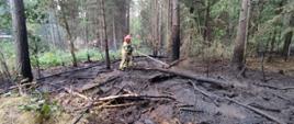 Strażacy gaszą pożar lasu w Wejdykach