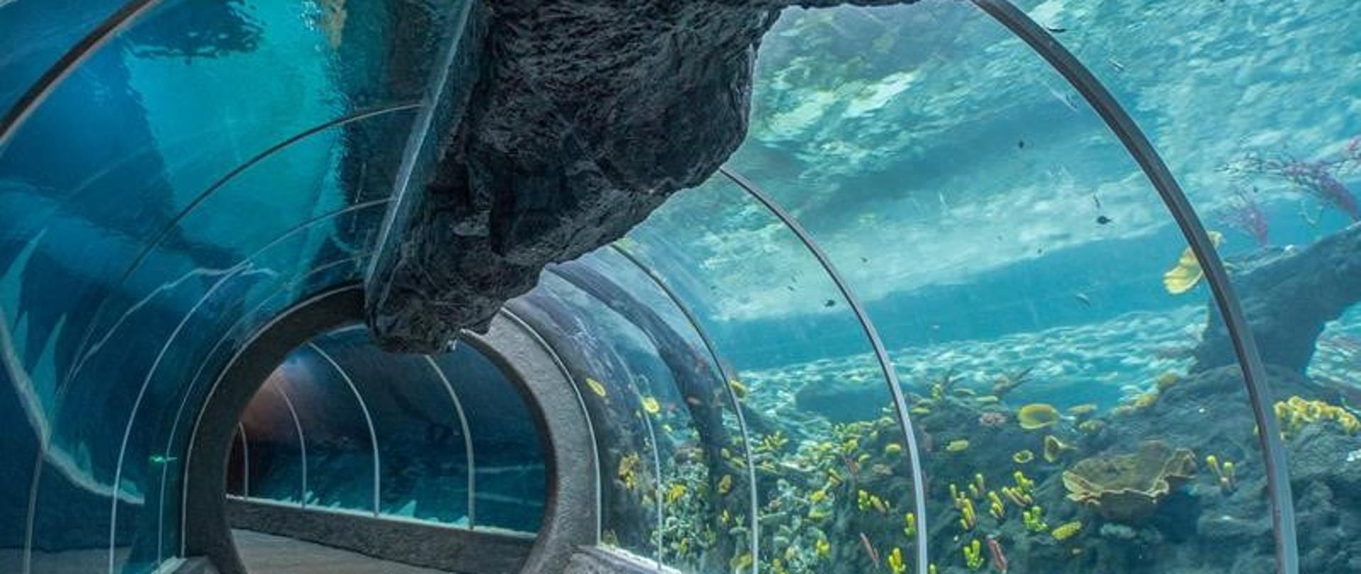 Widok na przeszklony, podwodny tunel przez który widać wodę, rafę koralową oraz skały podwodne. Konstrukcja tunelu ma kształt łuku, a przejście prowadzi w głąb ekspozycji, oferując perspektywę obserwacji życia morskiego z wnętrza zbiornika. 