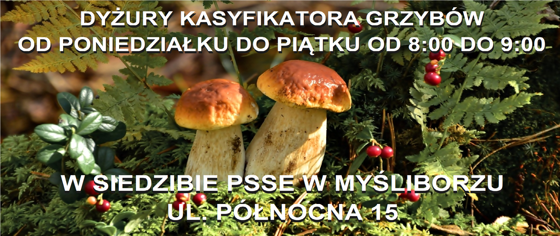 DYŻURY KASYFIKATORA GRZYBÓW