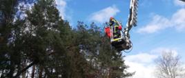 Strażacy z kosza podnośnika hydraulicznego tną konar drzewa. W tle widać strażaków w ubraniach specjalnych oraz pojazd pożarniczy