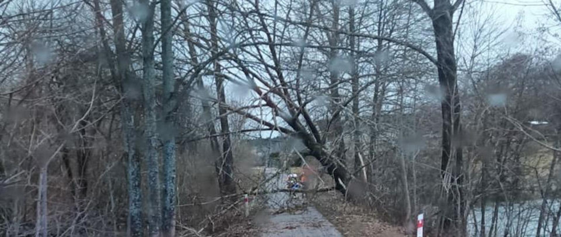Silny wiatr w powiecie szczecineckim - drzewo przewrócone na drogę, blokuje przejazd