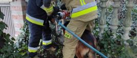 Zdjęcie przedstawia owczarka niemieckiego z uwiezioną głową w betonowym ogrodzeniu oraz dwóch strażaków, którzy przy pomocy urządzeń hydraulicznych odginają ogrodzenie 