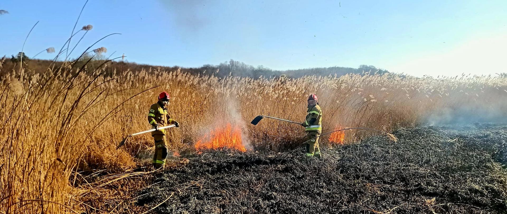 Dwóch strażaków gasi tłumicami pożar trawy, z prawej strony spalone pole, z lewej płomienie i wysoka, sucha trawa.