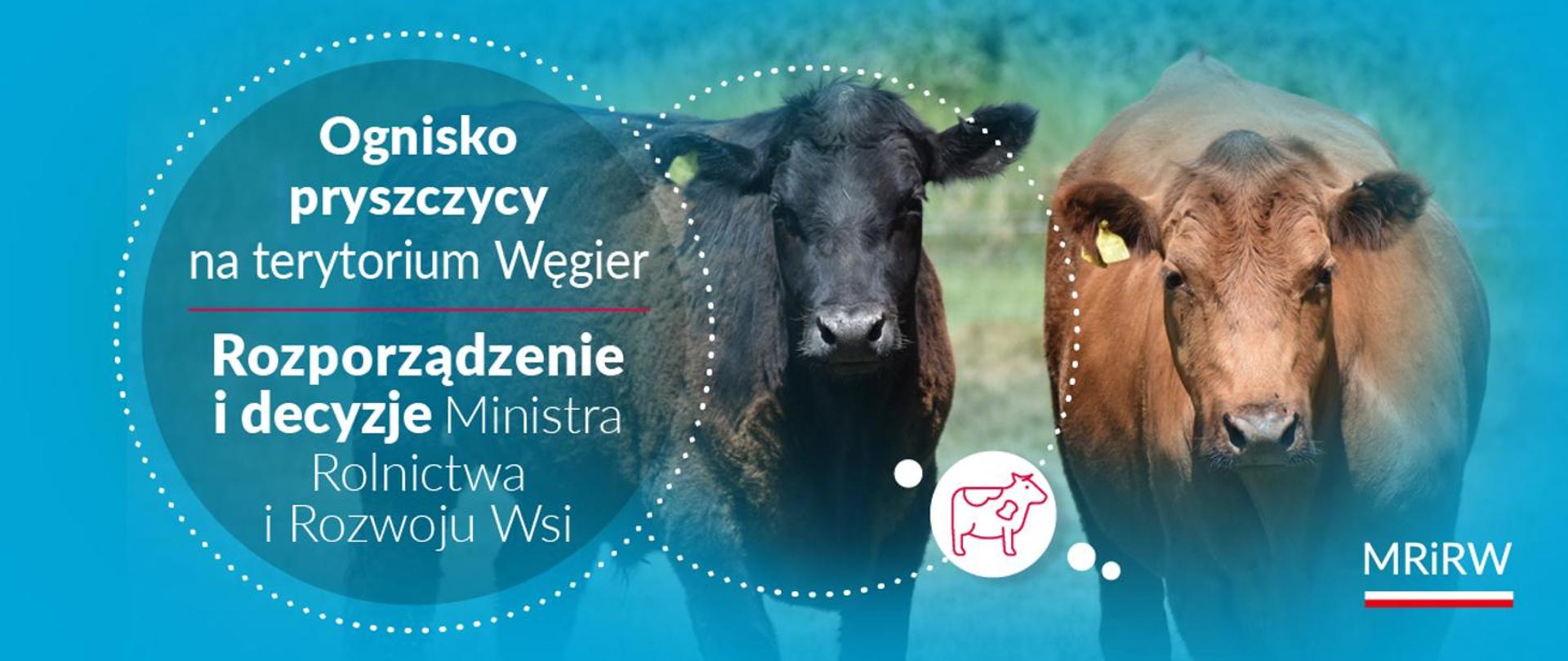 Ognisko pryszczycy na Węgrzech