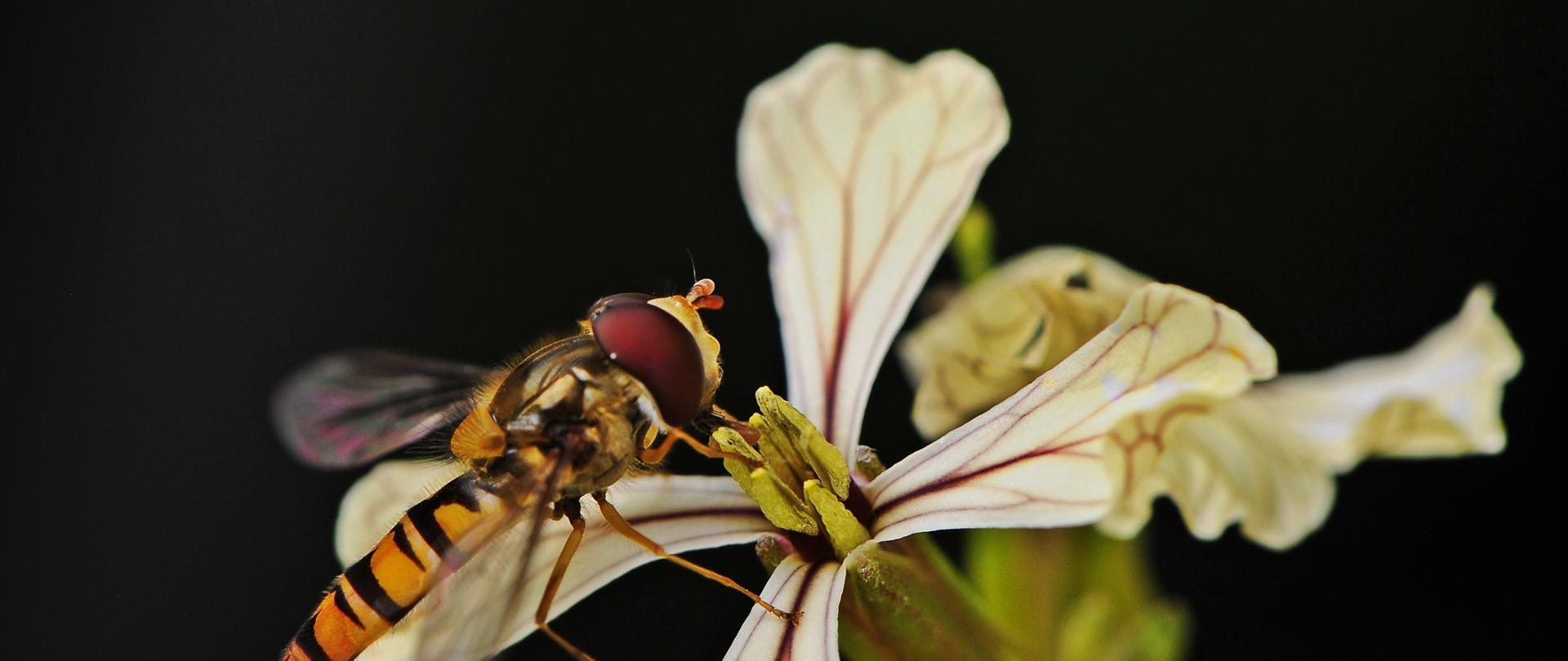 Żółto-czarny owad siedzący na jasnym kwiatku. Czarne tło.