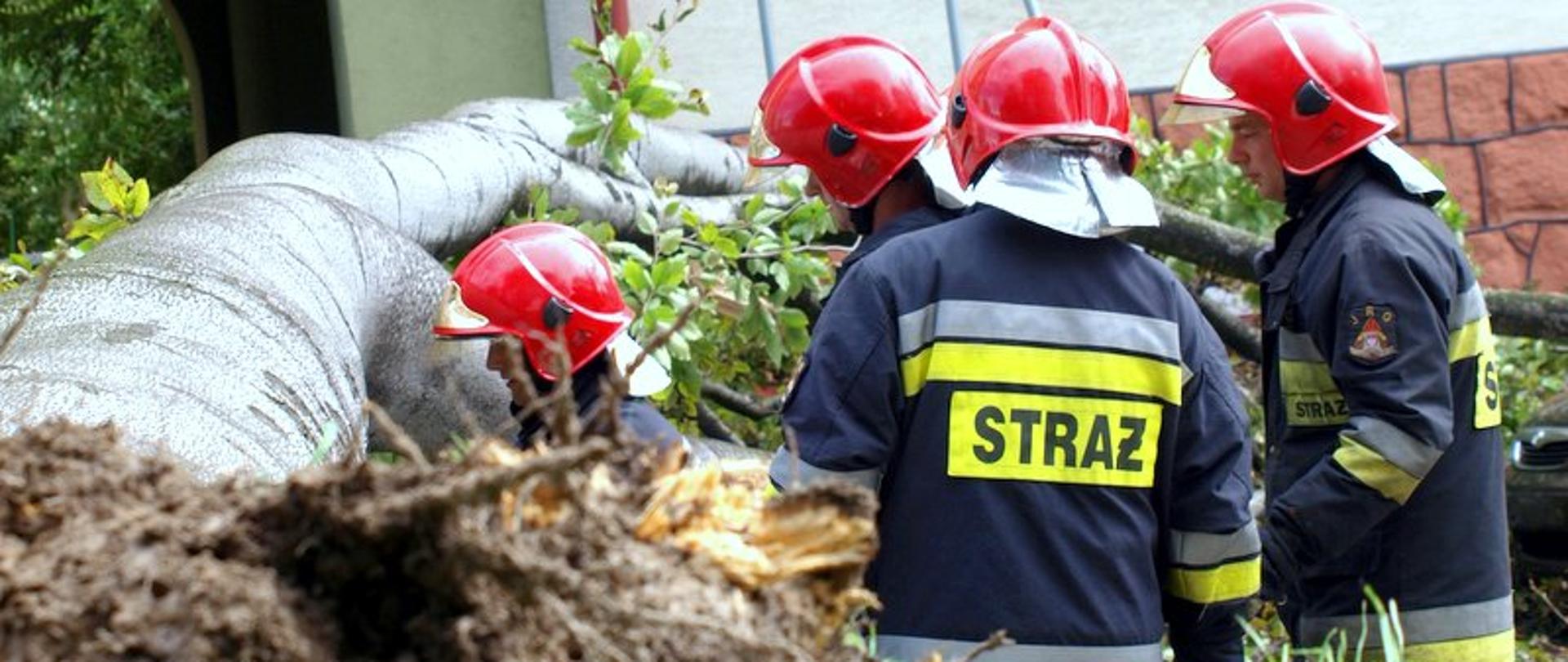 Na zdjęciu widać czterech strażaków, którzy usuwają leżące, powalone z korzeniami drzewo. Strażacy ubrani są w ubrania specjalne (nomex) i hełmy