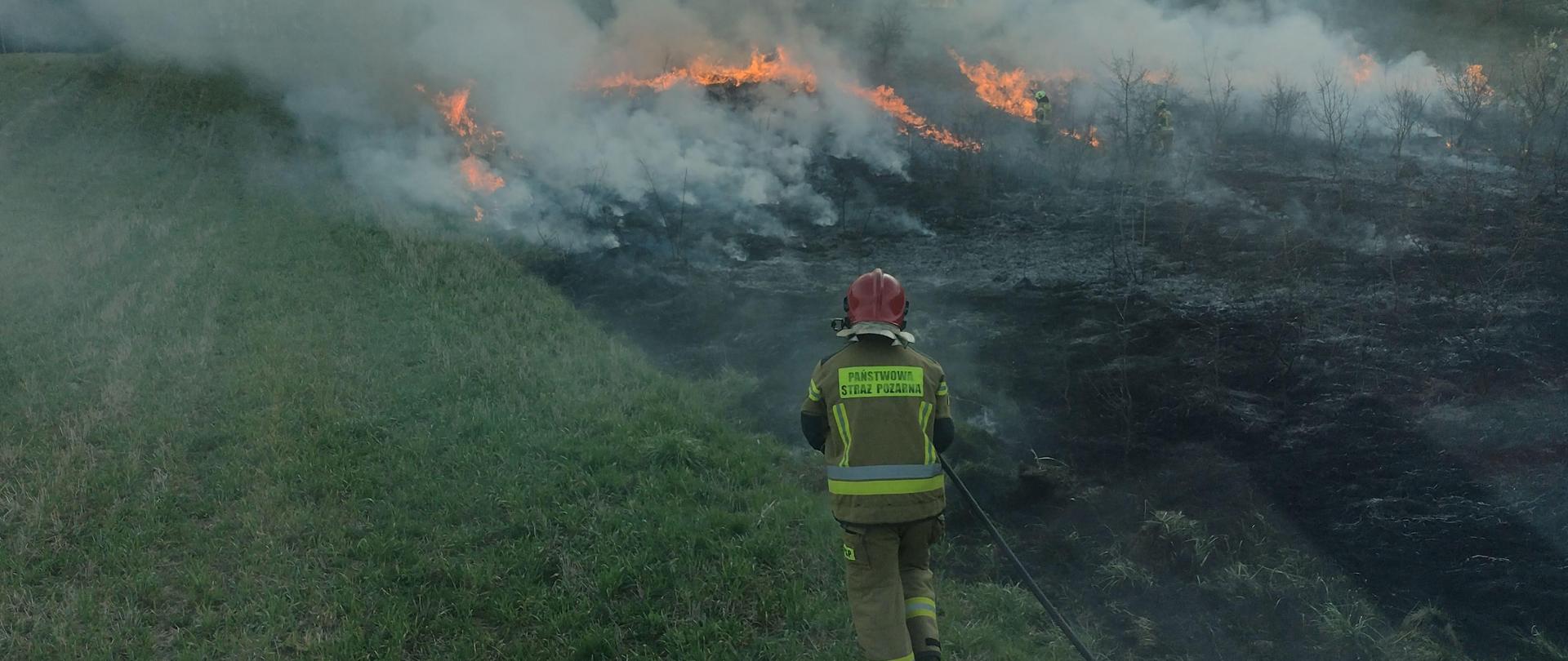 Na pierwszym planie widoczny strażak trzymający wąż strażacki na tle spalonego młodnika. W oddali widoczny palący się młodnik. W pobliżu ognia widocznych dwóch strażaków prowadzących działania gaśnicze.