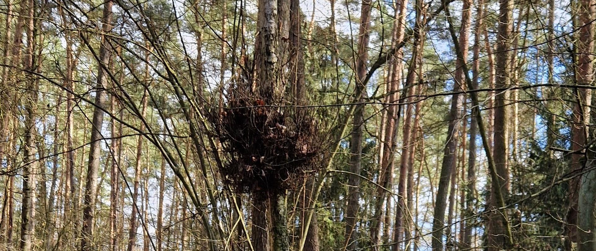 zdjęcie przedstawia czarcią miotłę