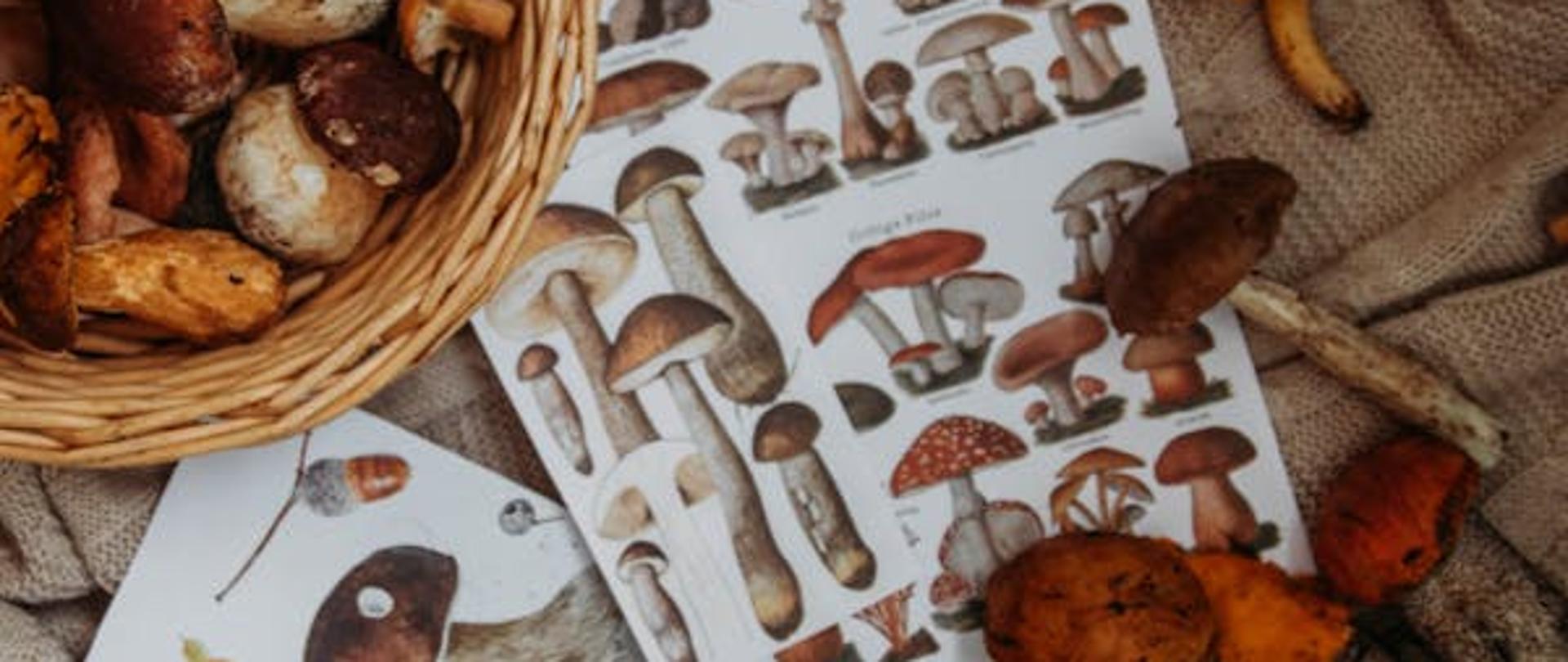 na zdjęciu widoczne grzyby rozsypane na stole oraz w koszyku, na środku stołu plakat z grzybami