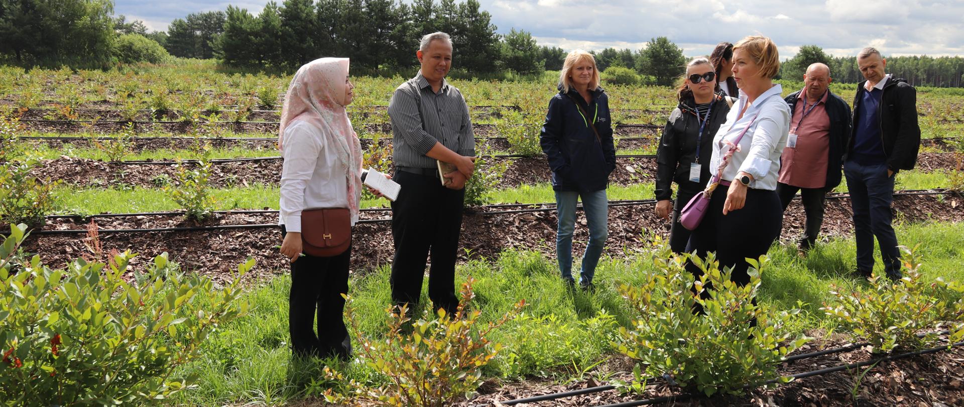 Delegacja indonezyjska ogląda krzewy i owoce borówek na plantacji