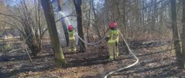 Strażacy gaszący pożar lasu. Na zdjęciu trzech strażaków ubranych w ubrania specjalne o kolorze piaskowym.
