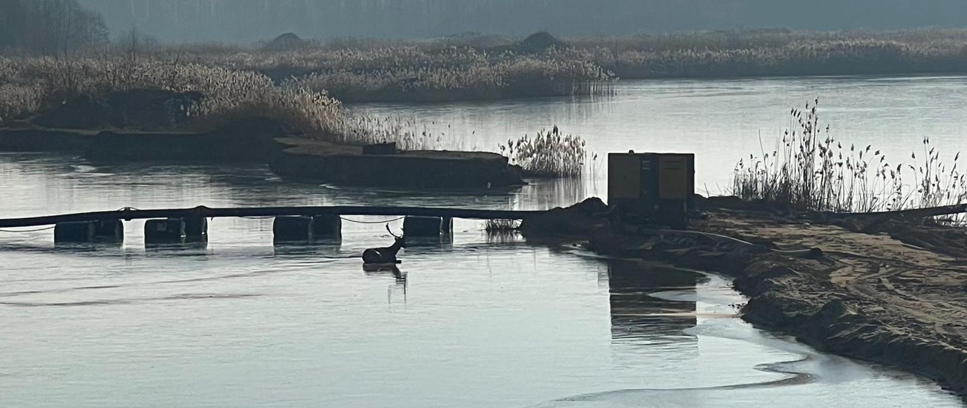 Na zdjęciu jeleń na tafli lodowej na zamarzniętym zbiorniku
