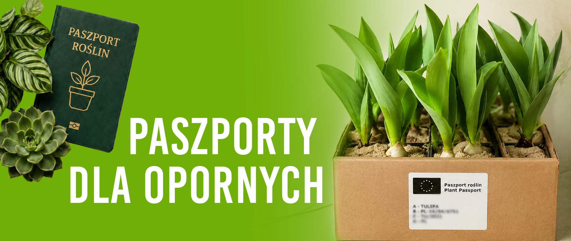 Grafika utrzymana jest w zielonej kolorystyce i promuje temat paszportów roślin. Po lewej stronie znajduje się ciemnozielona książeczka stylizowana na paszport z napisem „Paszport roślin” oraz symbolem doniczkowej rośliny. Wokół niej widoczne są ozdobne zielone liście i sukulent.
Na środku umieszczono bardzo duży biały napis: „PASZPORTY DLA OPORNYCH”.
Po prawej stronie znajduje się kartonowe pudełko z cebulkami roślin i wyrastającymi z nich intensywnie zielonymi liśćmi. Na pudełku przyklejona jest etykieta paszportu roślin z symbolem Unii Europejskiej i nazwą „Plant Passport”. Całość ma nowoczesny, edukacyjny charakter i kojarzy się z handlem oraz identyfikacją roślin w Unii Europejskiej.