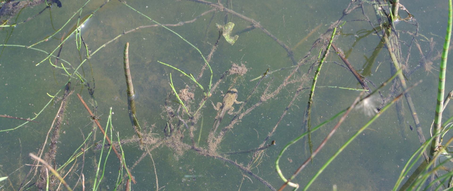 Zdjęcia przybrzeżnej części zbiornika wodnego z widocznym pływającym młodym osobnikiem kumaka górskiego