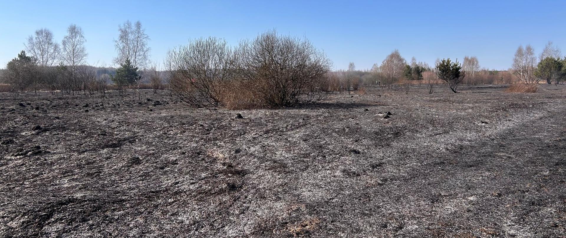  Pożar traw i młodnika w Świniarach Starych 