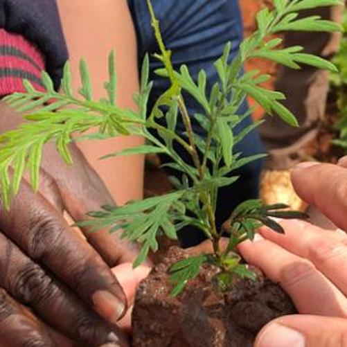 Livelihoods improvements through integrated and environmental friendly employment development in South Kenya