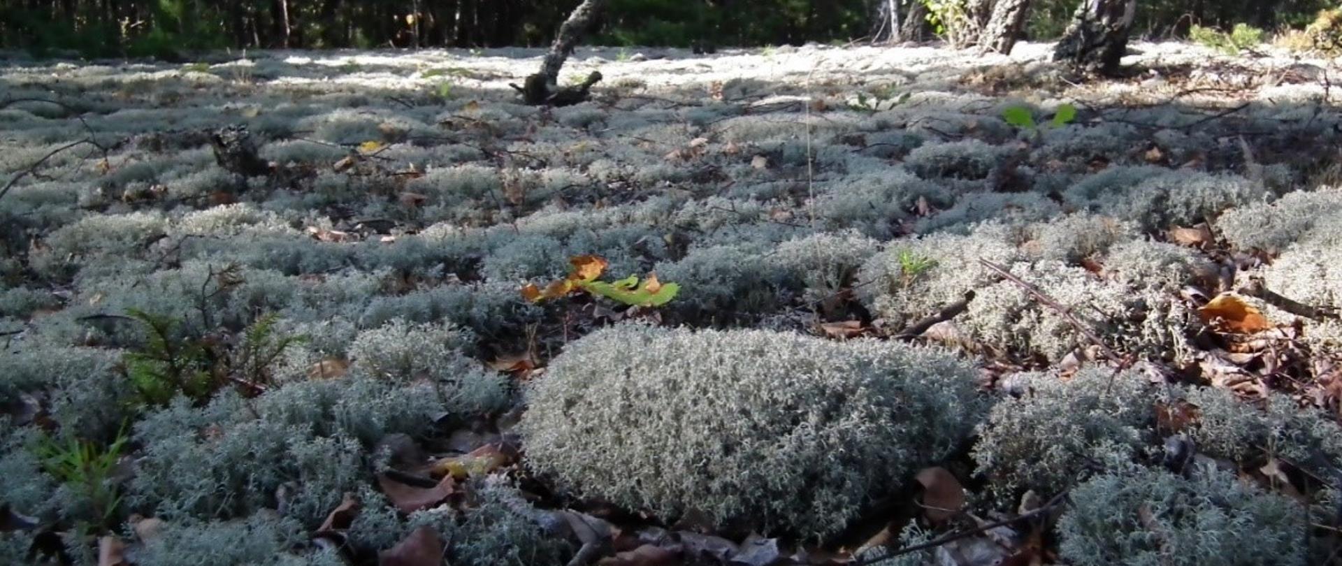 runo boru chrobotkowego