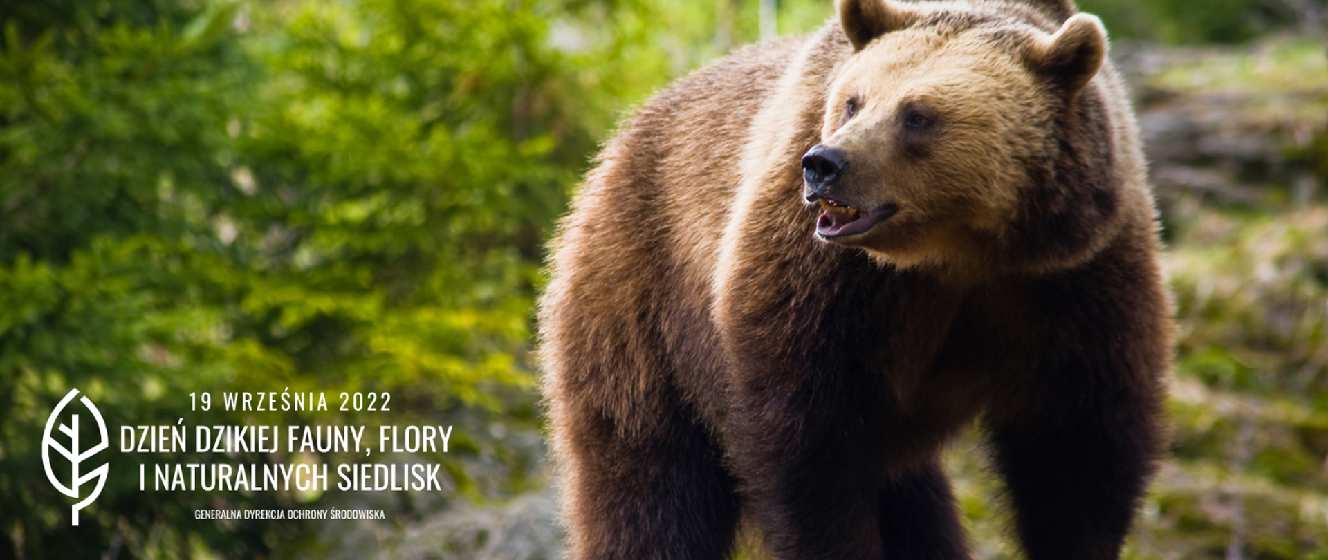 Niedźwiedź brunatny, w tle las. W dolnym lewym rogu biały napis 19 września 2022 dzień dzikiej fauny, flory i naturalnych siedlisk, obok biały liść logo Generalnej Dyrekcji Ochrony Środowiska