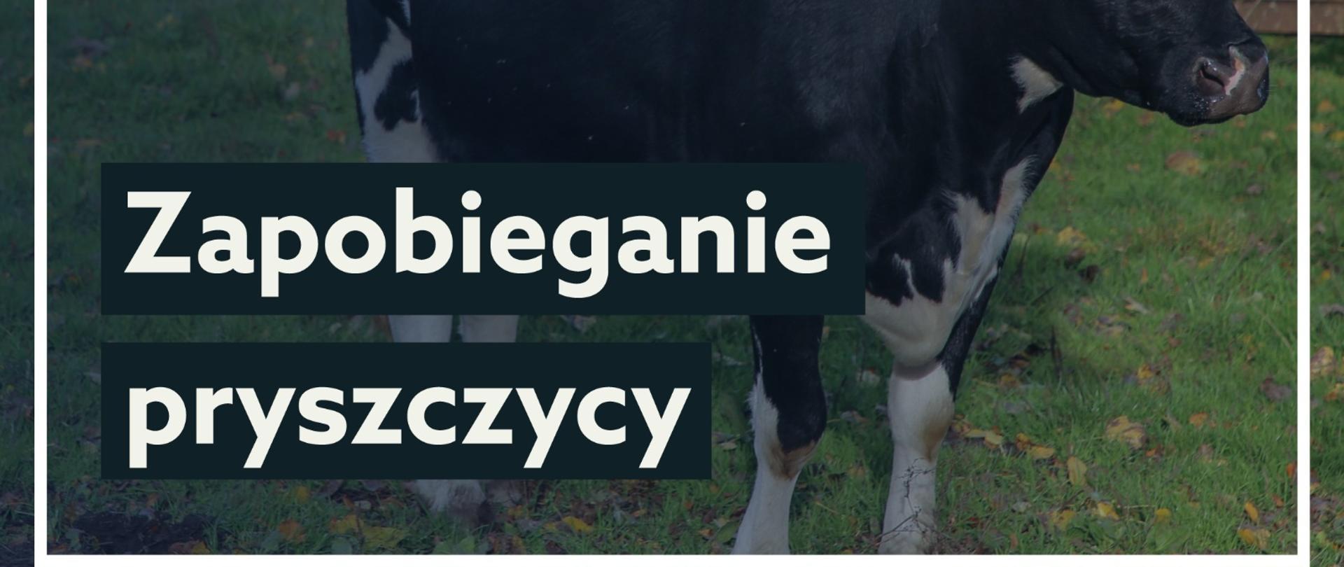 Zapobieganie pryszczycy