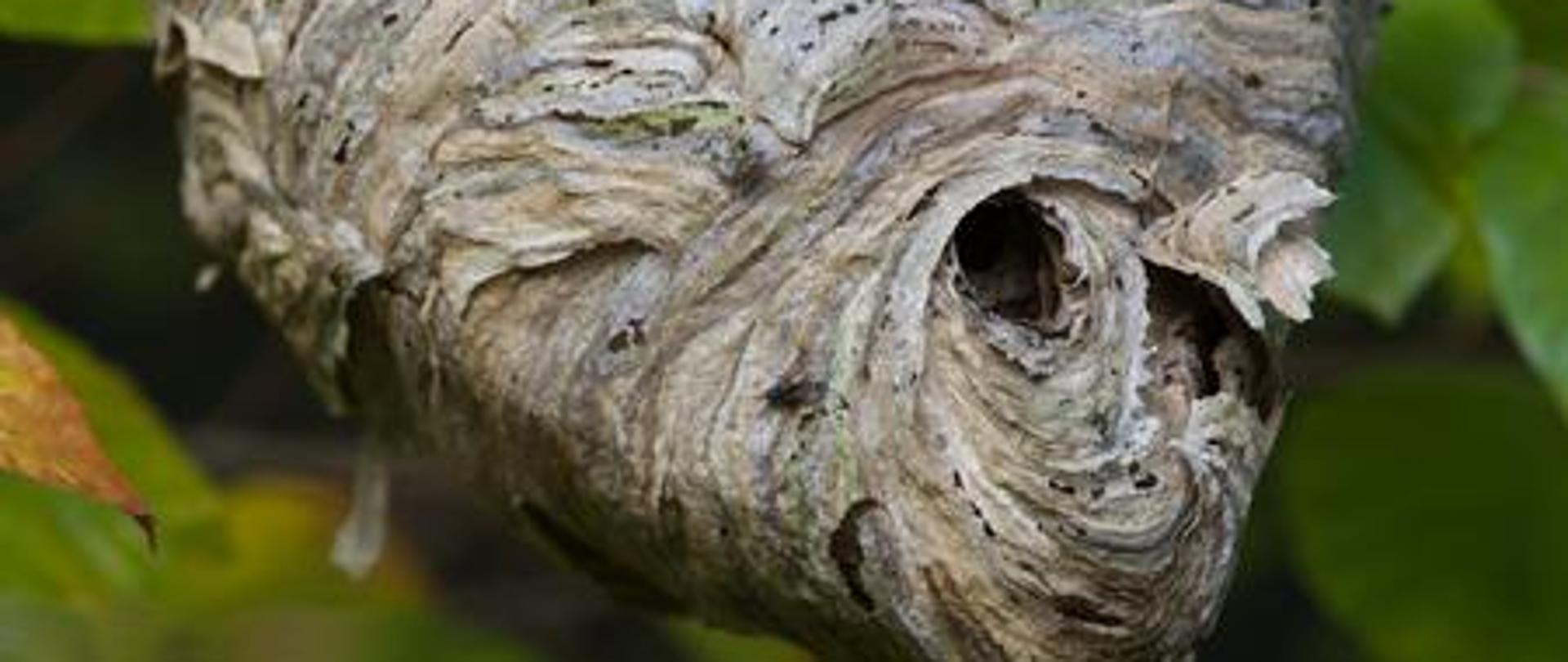 Ilustracja - kokon szerszeni