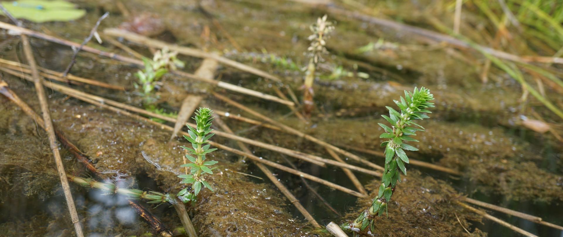 Na zdjęciu wywłócznik różnolistny wyrastający ponad taflę wody. 