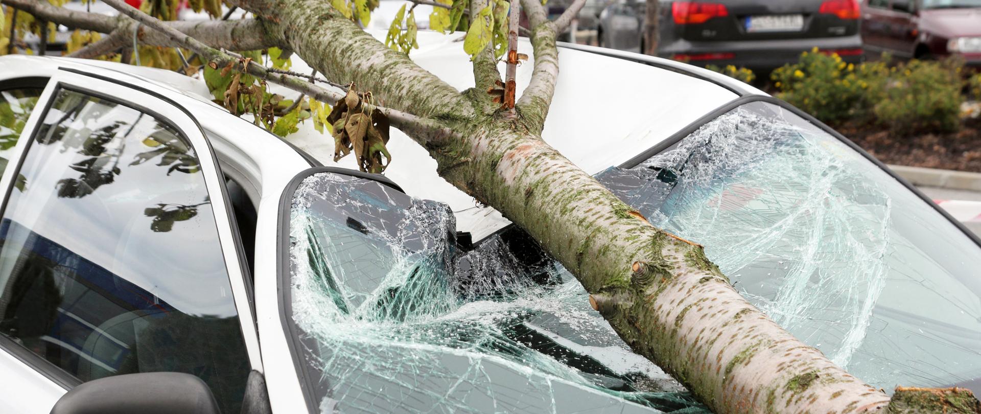 Zdjęcie przedstawia samochód, na który spadło drzewo.