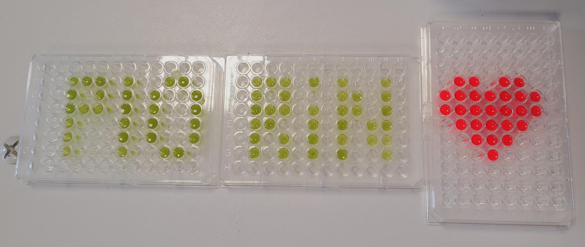 Uczniowie tworzyli wzory na płytkach titracyjnych