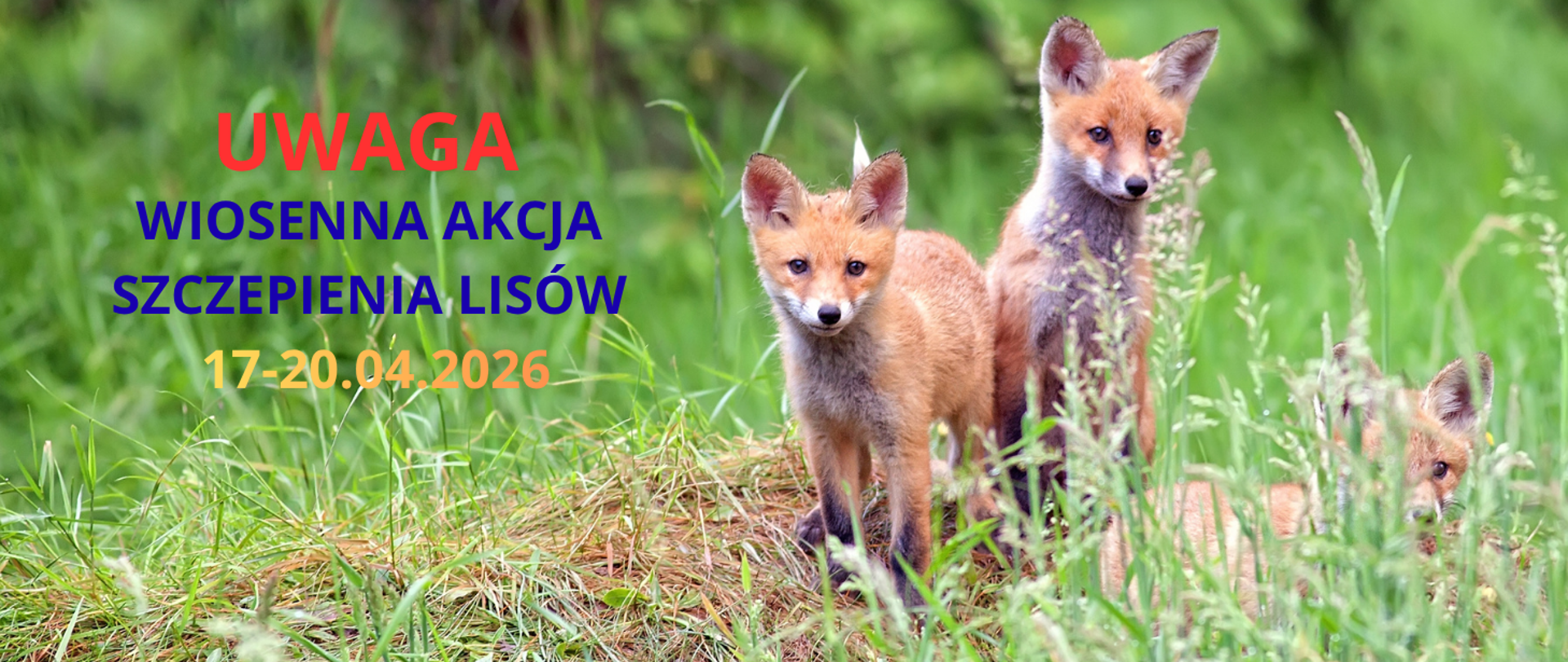 Trzy młode lisy stojące na trawie w naturalnym środowisku. Po lewej stronie grafiki widnieje niebieski napis: Uwaga wiosenna– akcja szczepienia lisów. 17-20.04.2026