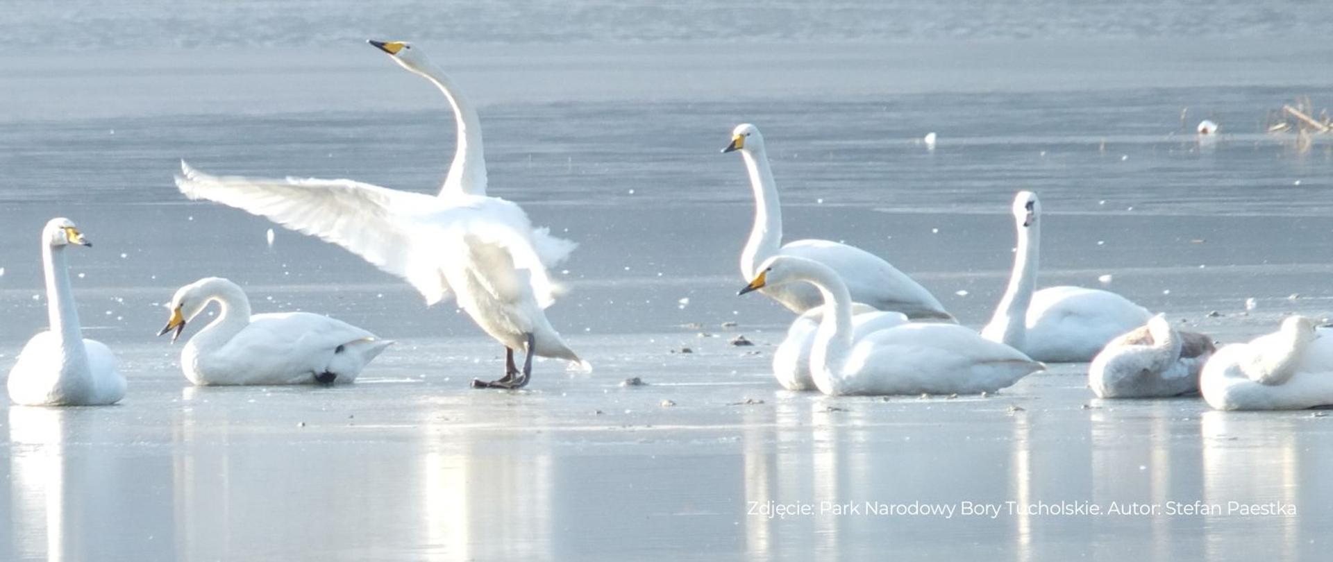  Łabędzie na zamarzniętej wodzie 