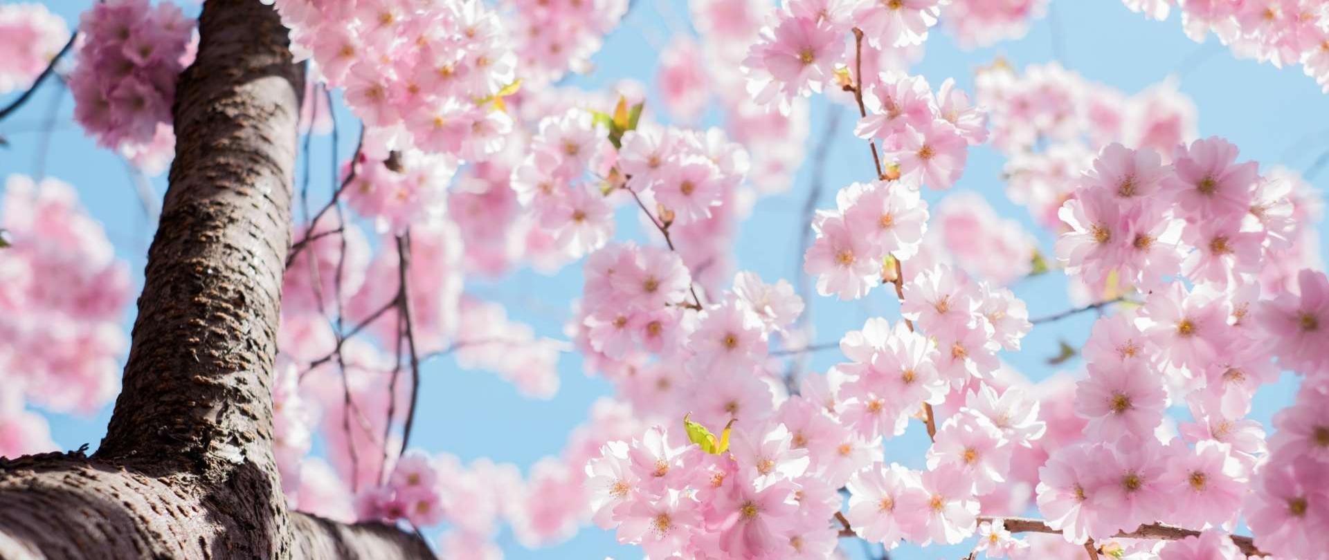 fragment gałęzi kwitnącego drzewa owocowego z różowymi kwiatami na tle niebieskiego nieba