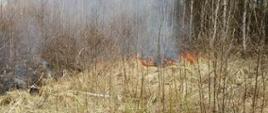 Pożar poszycia leśnego w lesie mieszanym w miejscowości Grzybów