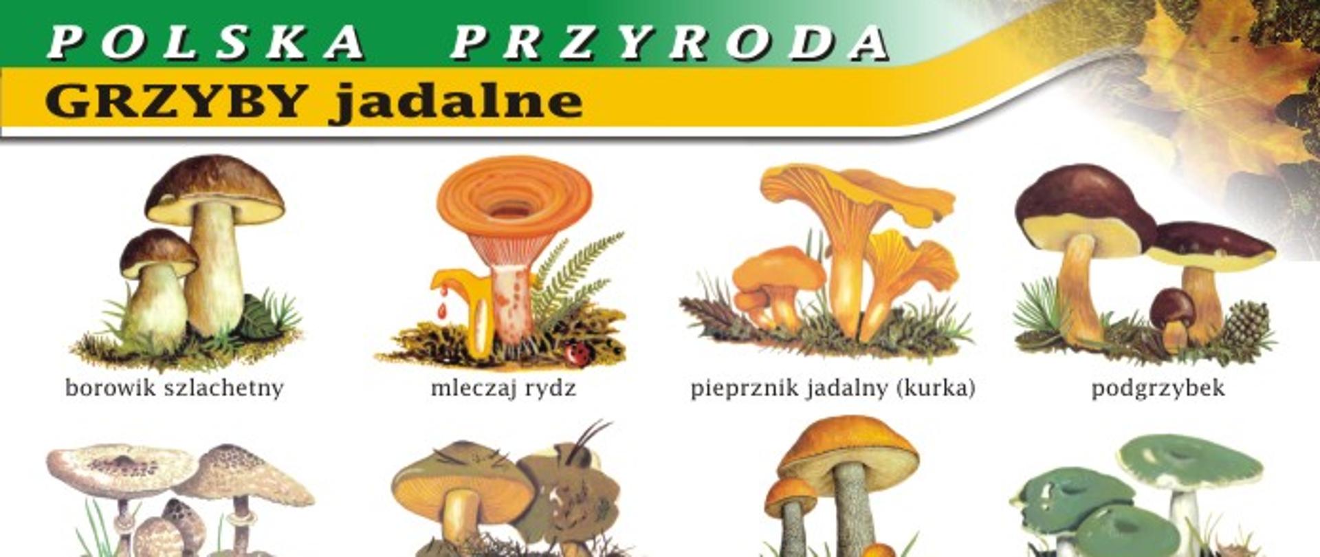 Klasyfikator grzybów świeżych