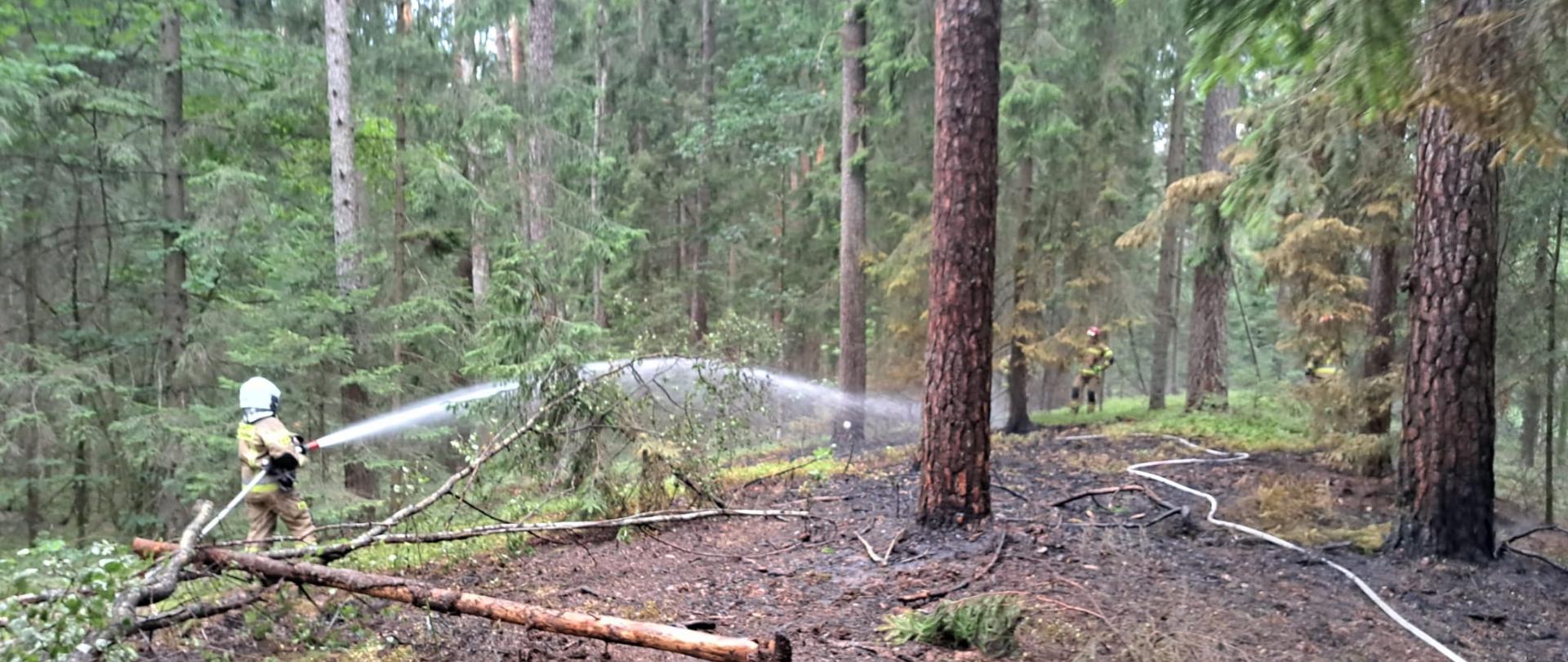 W lesie strażak dogasza poszycie podając wodę prądownicą. 