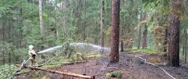 W lesie strażak dogasza poszycie podając wodę prądownicą. 
