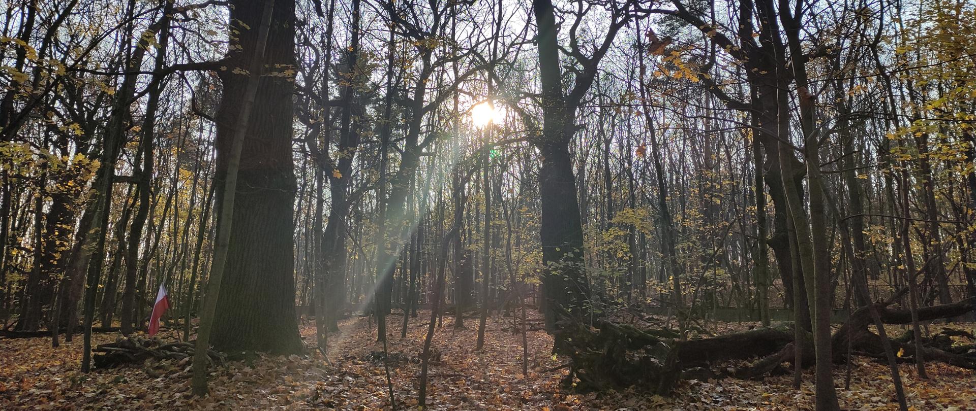 Jesienny las, słońce prześwieca między gałęziami drzew