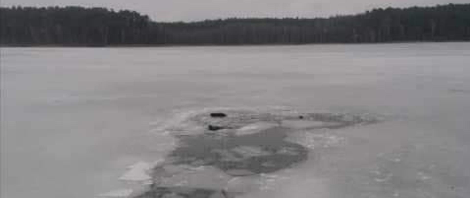 Na zdjęciu widać duży przerębel