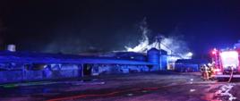 POŻAR KURNIKA I BUDYNKU GOSPODARCZEGO [22.11.2023]