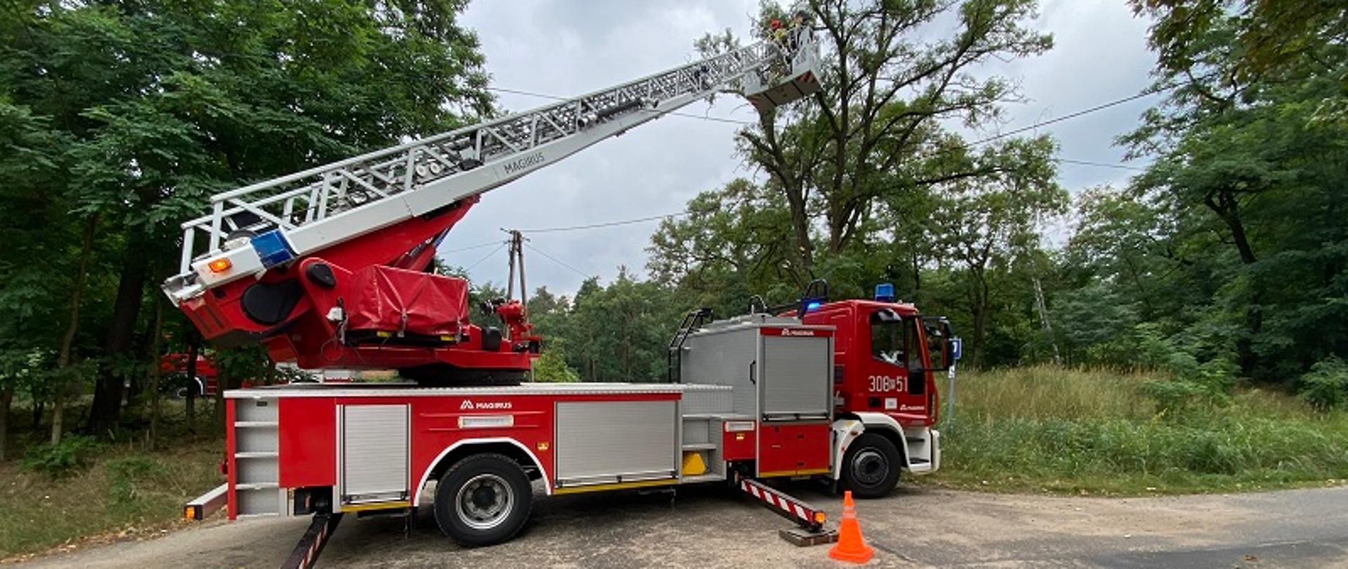 Zgłoszenie o spróchniałym drzewie
