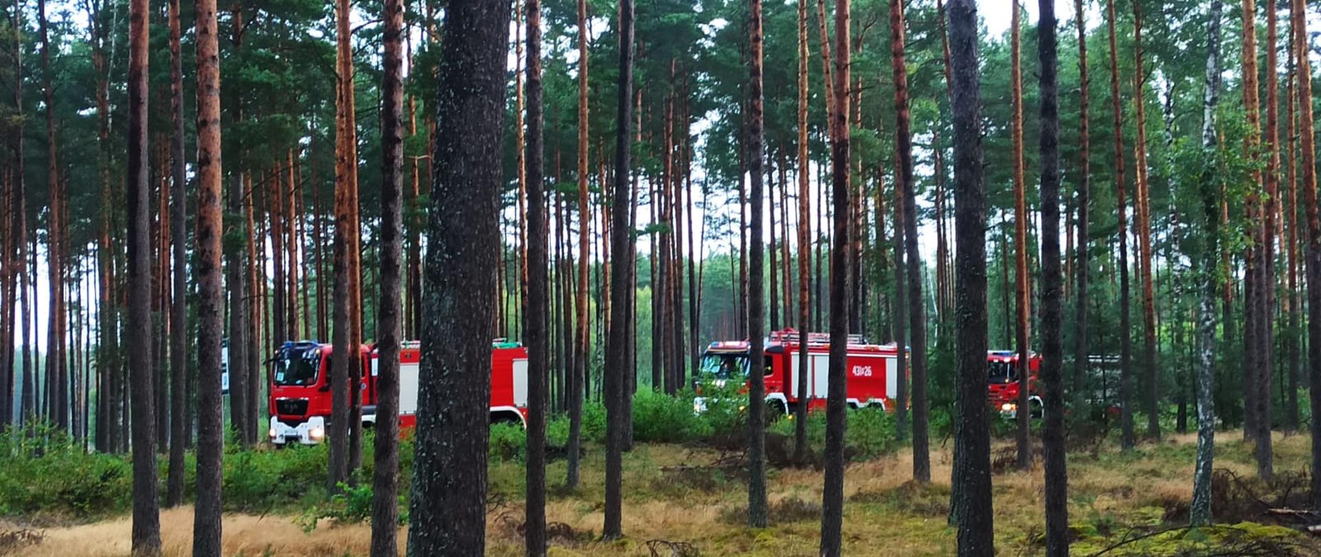 Las iglasty, w tle widać przejeżdżające w kolumnie trzy pojazdy pożarnicze.