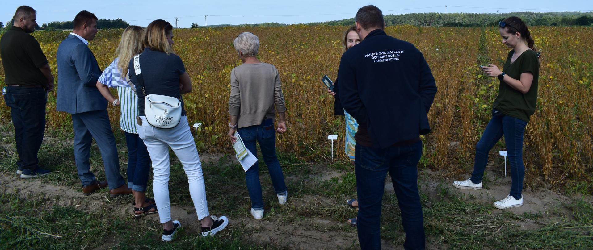 Ludzie stoją tyłem zwróceni do pola na którym rosną rośliny. Pole ma kolor żółty. Ludzie stoją na zielonej trawie