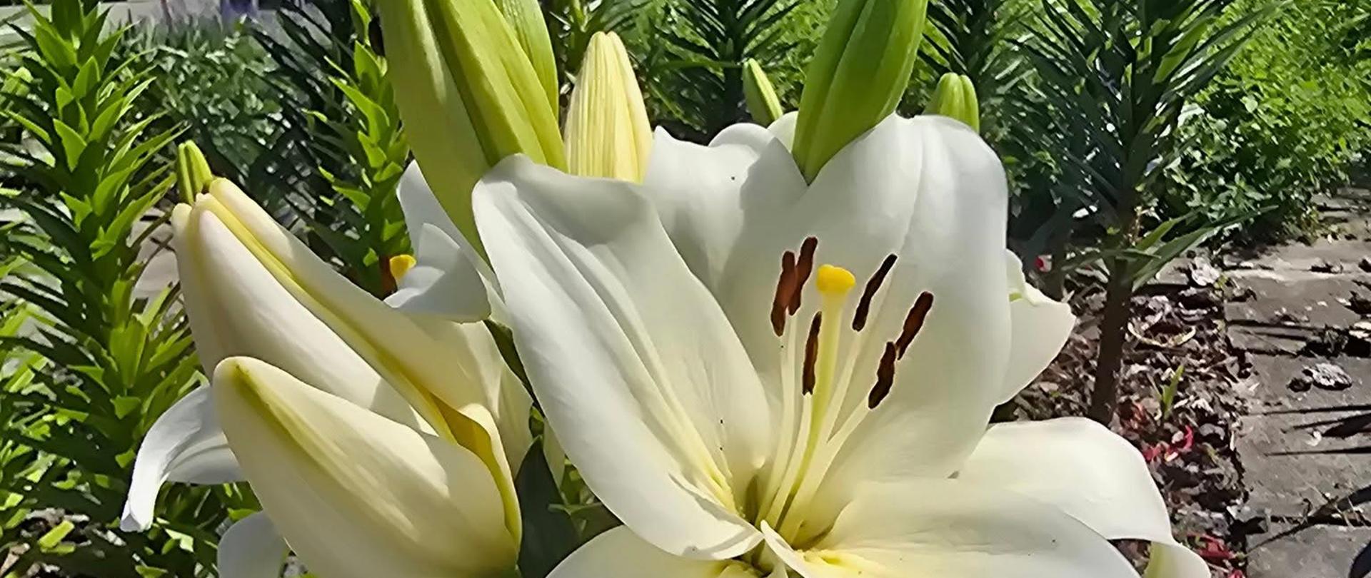 Roślinność szkolnego botanika