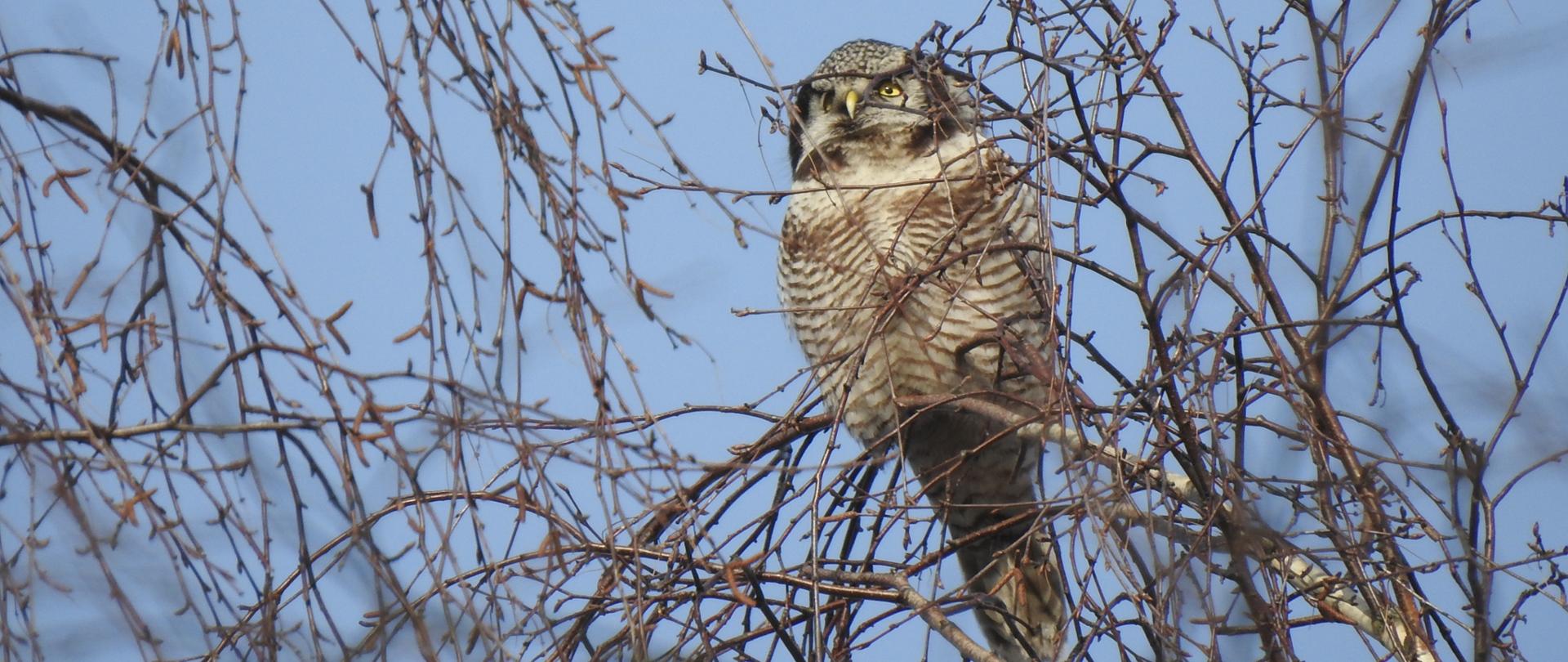 Zdjęcie przedstawia sowę jarzębatą siedzącą na drzewie.